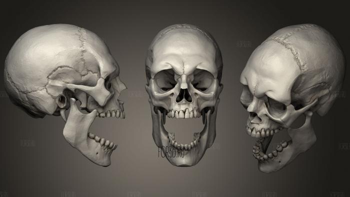 Adult Male Skull stl model for CNC